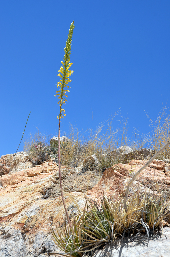 Schott's Century Plant flowers begin blooming at the bottom of the flowering stalk and continuously move in an upward direction as the flowering process unfolds. Agave schottii Schott's Century Plant flowers begin blooming at the bottom of the flowering stalk and continuously move in an upward direction as the flowering process unfolds. Agave schottii